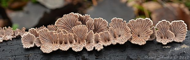 klanolupeňovka obyčajná Schizophyllum commune Fr.