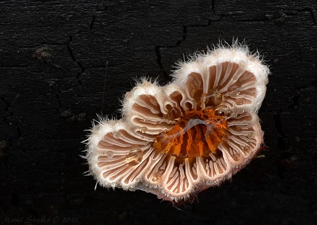 klanolupeňovka obyčajná Schizophyllum commune Fr.