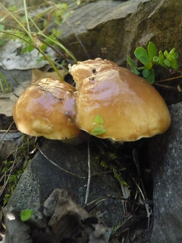 masliak zrnitý Suillus granulatus (L.) Roussel