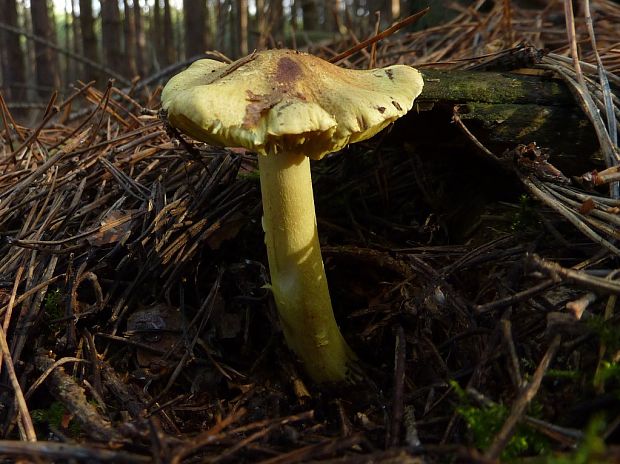 čírovka zelenkastá Tricholoma equestre (L.) P. Kumm.