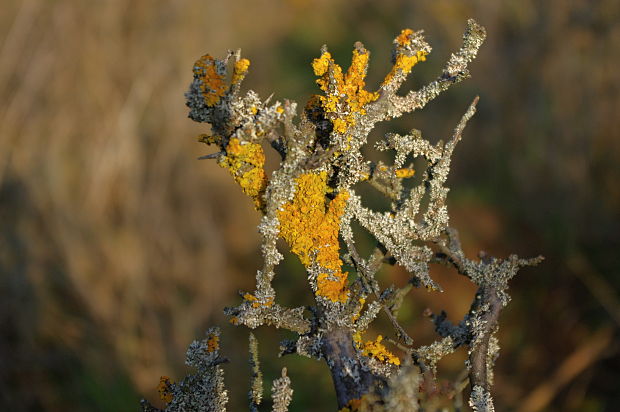 diskovník  Xanthoria sp.