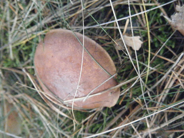 suchohríb Xerocomus sp.