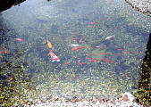 Ryby v jazierku