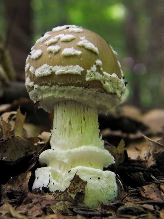 muchotrávka tigrovaná Amanita pantherina (DC.) Krombh.