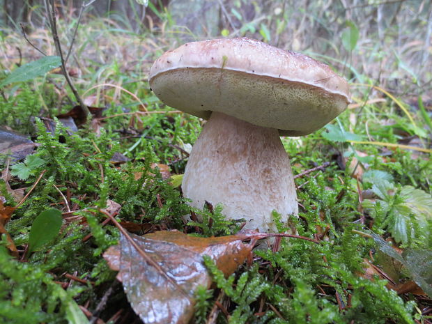 hríb smrekový Boletus edulis Bull.