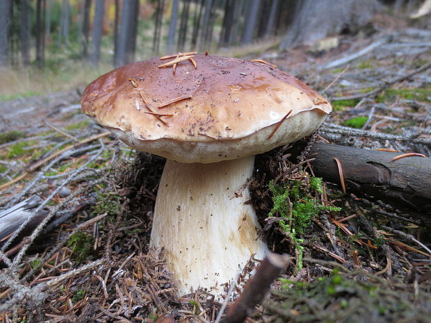 hríb smrekový Boletus edulis Bull.