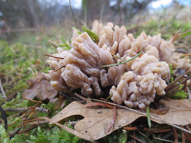 konárovka popolavá Clavulina cinerea (Bull.) J. Schröt.