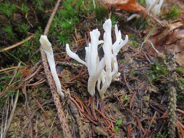 konárovka vráskavá Clavulina rugosa (Bull.) J. Schröt.