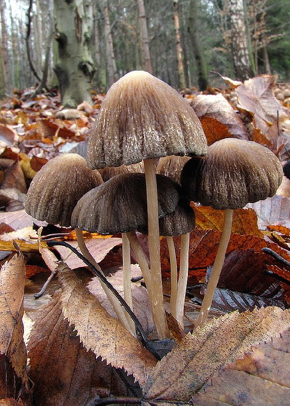 hnojník atramentový Coprinopsis atramentaria (Bull.) Redhead, Vilgalys & Moncalvo