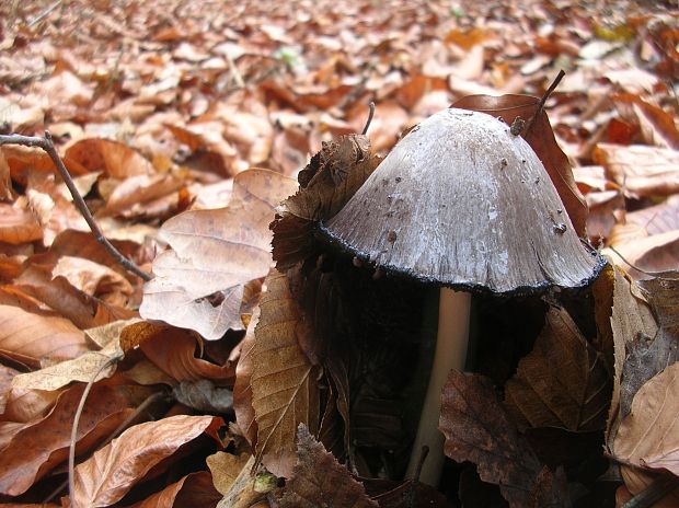 hnojník atramentový Coprinopsis atramentaria (Bull.) Redhead, Vilgalys & Moncalvo