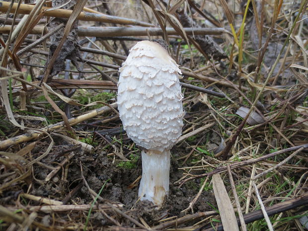 hnojník obyčajný Coprinus comatus (O.F. Müll.) Pers.