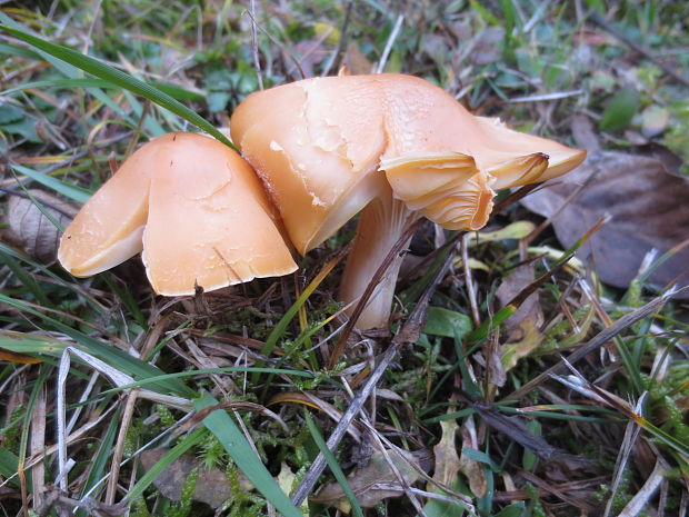 lúčnica statná Cuphophyllus pratensis (Fr.) Bon