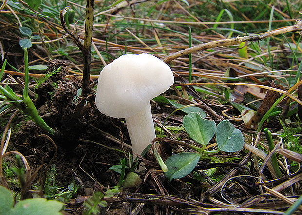 lúčnica snehobiela Cuphophyllus virgineus (Wulfen) Kovalenko