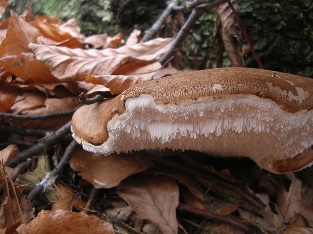 brezovník obyčajný Fomitopsis betulina (Bull.) B.K. Cui, M.L. Han & Y.C. Dai