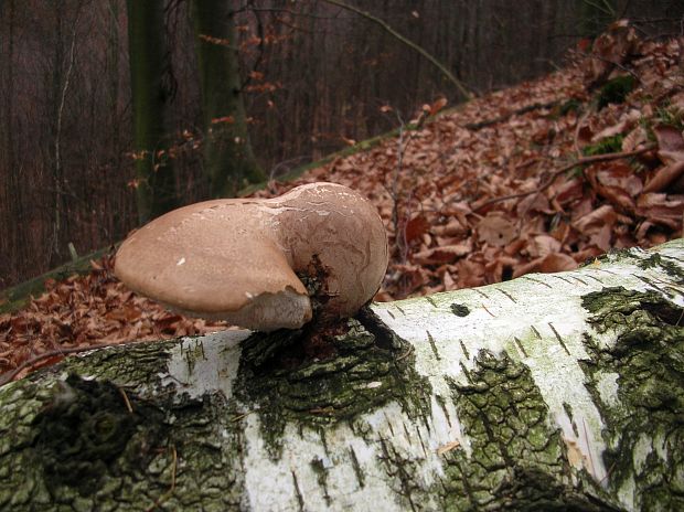 brezovník obyčajný Fomitopsis betulina (Bull.) B.K. Cui, M.L. Han & Y.C. Dai