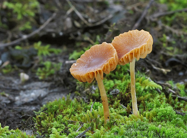 kapucňovka Galerina sp.