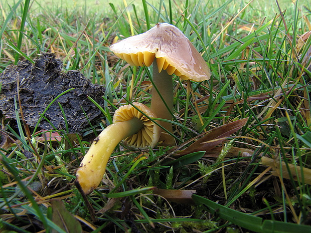 lúčnica žltozelená Gliophorus psittacinus (Schaeff.) Herink