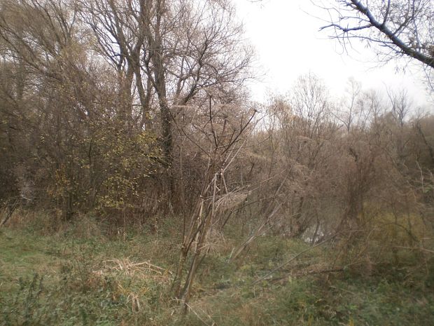 boľševník obrovský Heracleum mantegazzianum Sommier et Levier