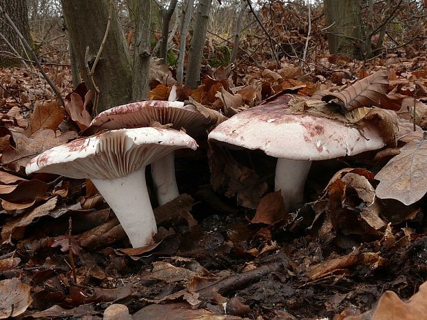 šťavnačka plávkovitá Hygrophorus russula (Schaeff.) Kauffman