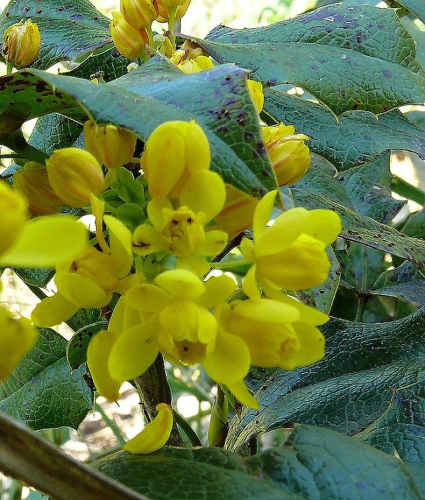 mahónie cesmínolistá - mahónia cezmínolistá Mahonia aquifolium  (Pursh) Nutt.