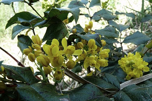 mahónie cesmínolistá - mahónia cezmínolistá Mahonia aquifolium  (Pursh) Nutt.