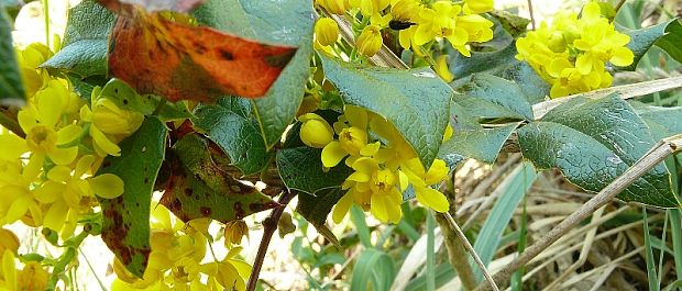 mahónie cesmínolistá - mahónia cezmínolistá Mahonia aquifolium  (Pursh) Nutt.