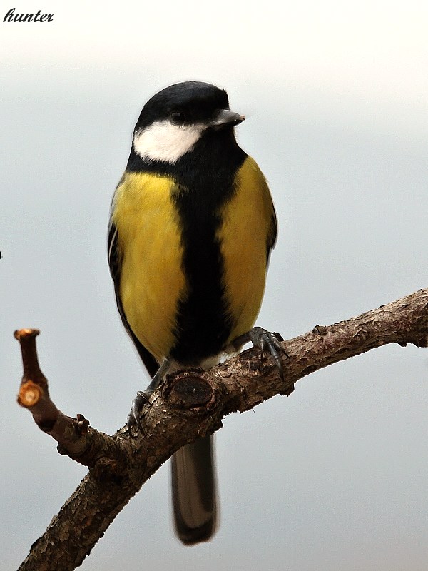 sýkorka bielolíca Parus major