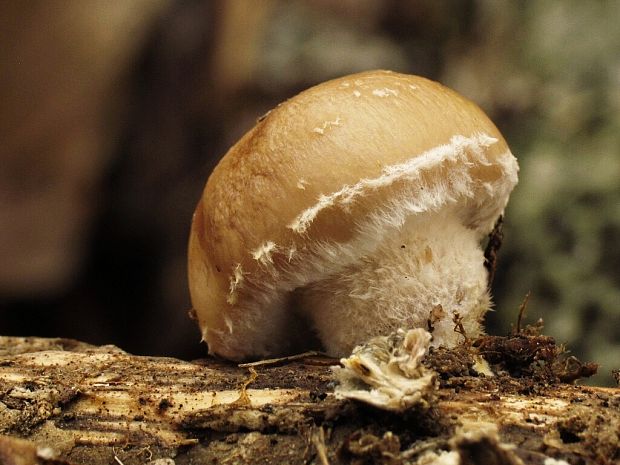 šupinovka hlinovookrová Pholiota lenta (Pers.) Singer