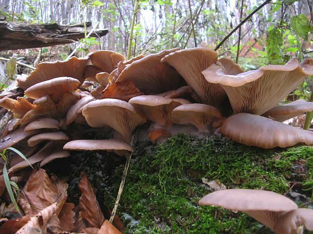 hliva ustricovitá Pleurotus ostreatus (Jacq.) P. Kumm.