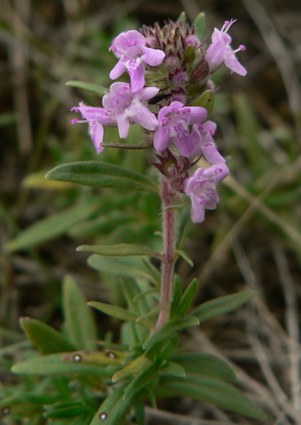 dúška panónska Thymus pannonicus All.