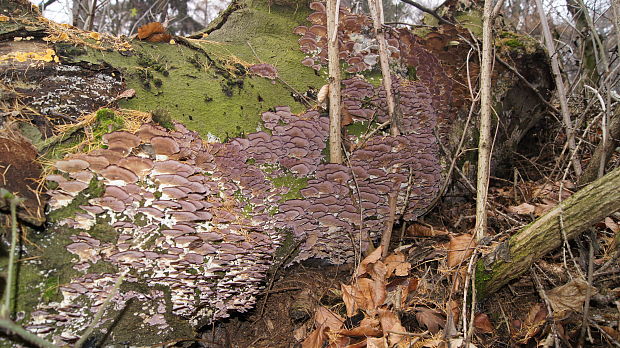 ryhovec želatinovitý Trichaptum biforme (Fr.) Ryvarden