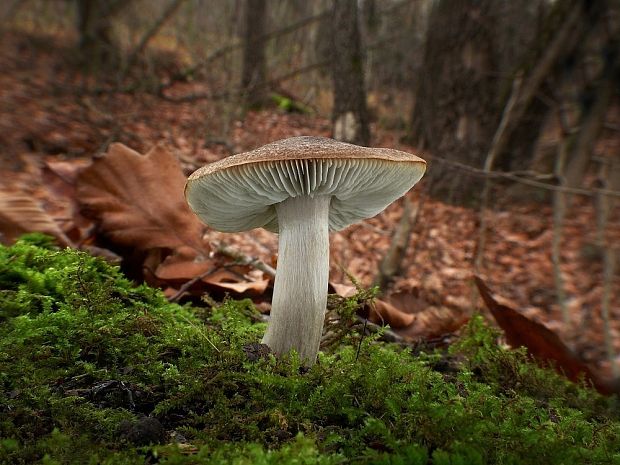 čírovka Tricholoma sp.