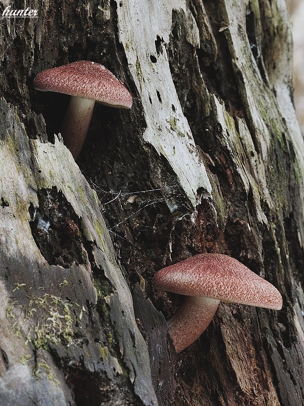 čírovec červenožltý Tricholomopsis rutilans (Schaeff.) Singer