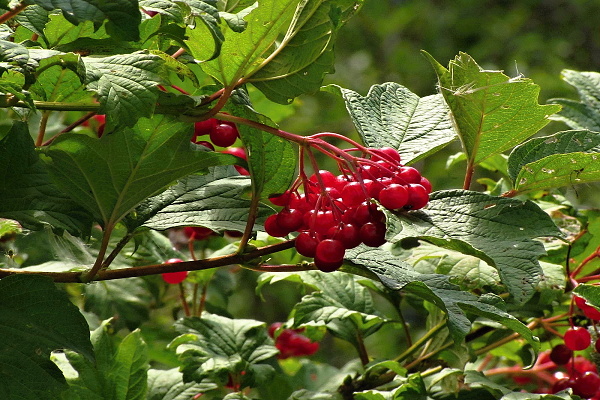 kalina obyčajná Viburnum opulus L.