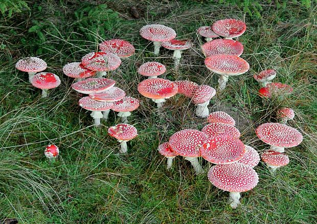 muchotrávka červená Amanita muscaria (L.) Lam.