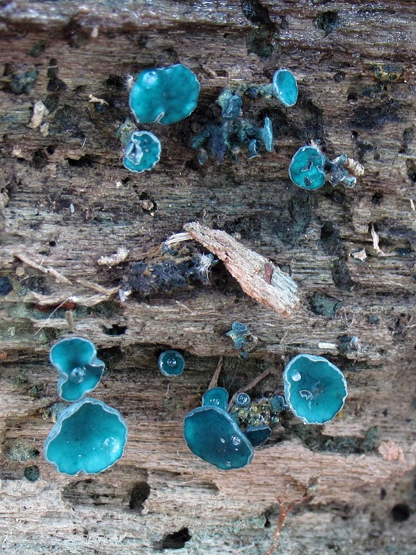 zelenica Chlorociboria sp.