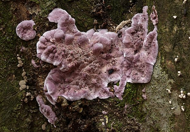 pevníkovec purpurový Chondrostereum purpureum (Pers.) Pouzar