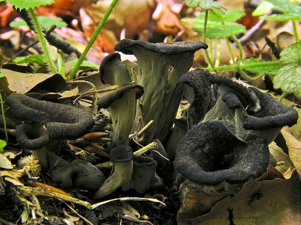 lievik trúbkovitý Craterellus cornucopioides (L.) Pers.