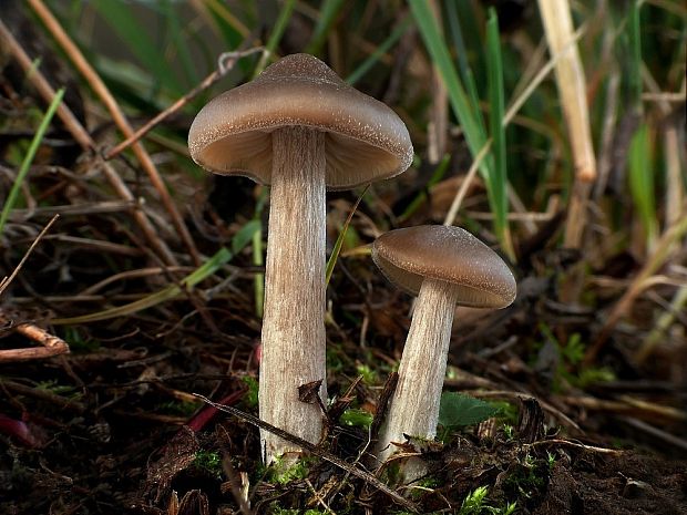 hodvábnica Entoloma sp.