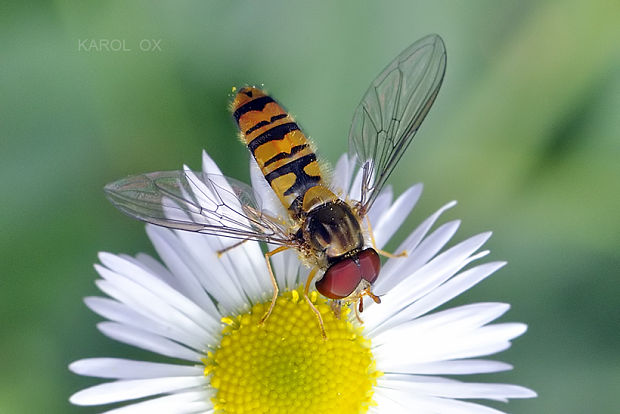 pestrica pruhovaná  Episyrphus balteatus