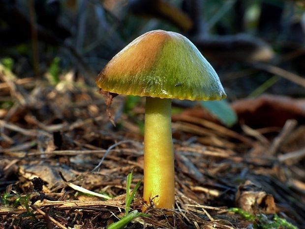 lúčnica Hygrocybe sp.