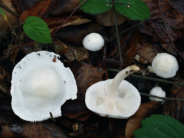 šťavnačka mydlová Hygrophorus cossus (Sowerby) Fr.