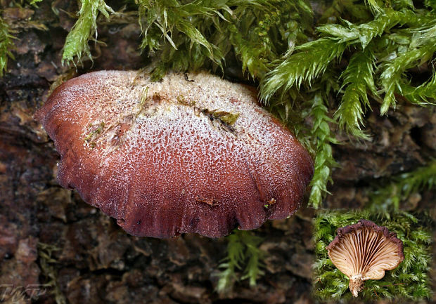 pňovka fialovohnedá Panellus violaceofulvus (Batsch) Singer