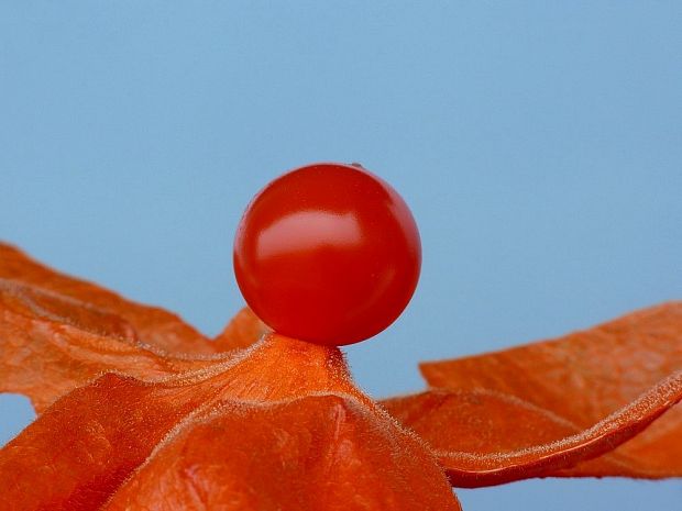 machovka čerešňová Physalis alkekengi L.