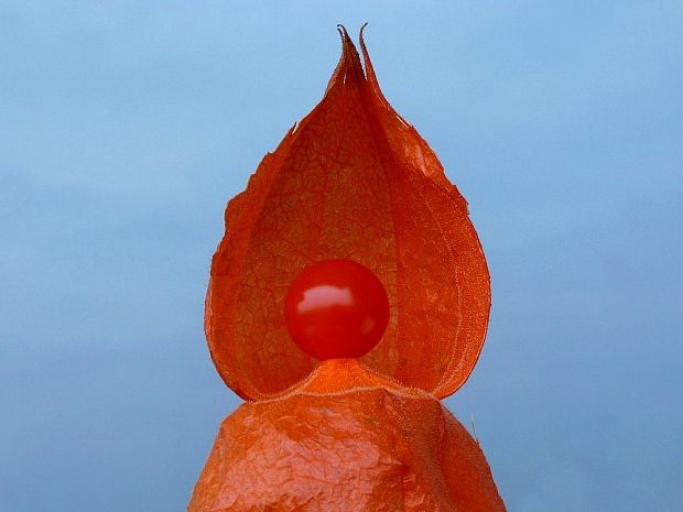 machovka čerešňová Physalis alkekengi L.