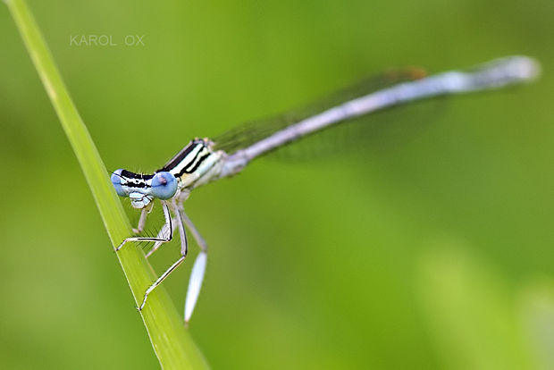 šidielko ploskonohé Platycnemis pennipes