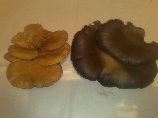 hliva ? Pleurotus sp.?