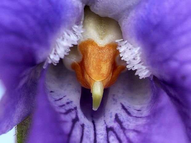 fialka Viola sp.