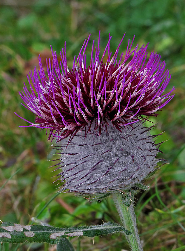 pichliač bielohlavý Cirsium eriophorum (L.) Scop.