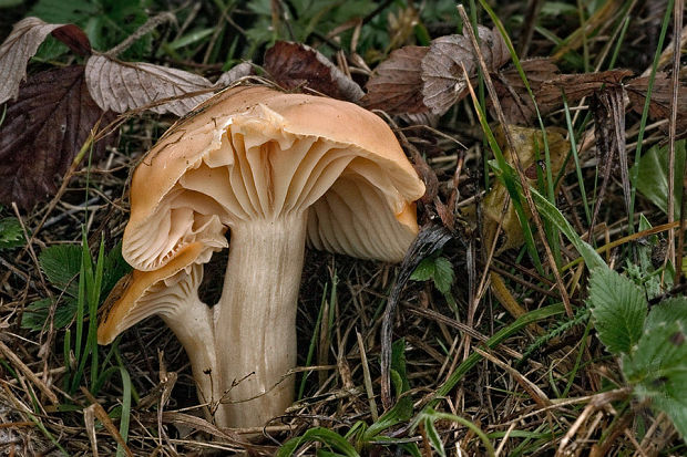 lúčnica statná Cuphophyllus pratensis (Fr.) Bon